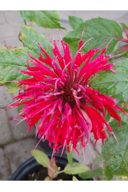 Монарда Ред Джой (С2л) Monarda 