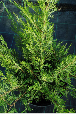 Мінт Джулеп (С7,5) ялівець середній (Mint Julep) h-50-60, d-60-70