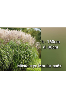 Міскантус китайський Монінг Лайт (С2) Miscanthus sinensis Morning Light Міскантус китайський Монінг Лайт (С2) Miscanthus sinensis Morning Light
