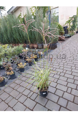 Міскантус китайський Парпл Фел (С2) Miscanthus sinensis Purple Fall Міскантус китайський Парпл Фел (С2) Miscanthus sinensis Purple Fall