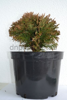 Даніка (С7,5л) туя західна (Danica) (h-35,d-35) Даніка (С7,5л) туя західна (Danica) (h-35,d-35)