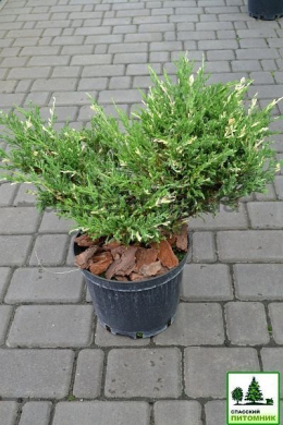 Андора Варіегата (С5л) ялівець горизонтальний  (Andorra Variegata)