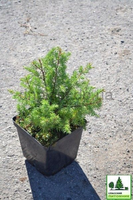 Конферта (С3л) ялівець горизонтальний Conferta h-5,d -20 Конферта (С3л) ялівець горизонтальний Conferta h-5,d -20