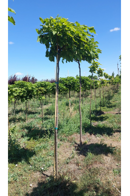 Катальпа Нана Куляста (St-180\Lдо 6 см) КОМ 