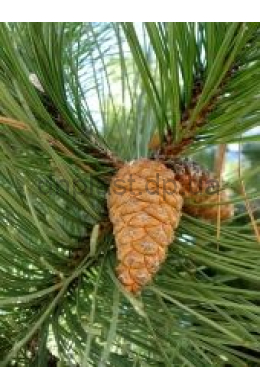 Сосна кримська (100-125) Pinus Pallasiana