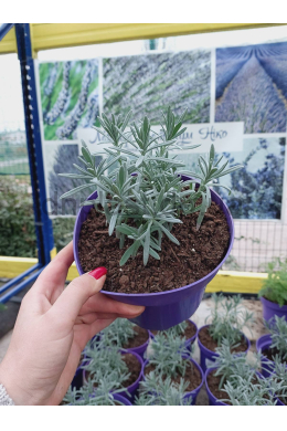 Лаванда Платинум Нико (С2) Lavandula Platinum nico