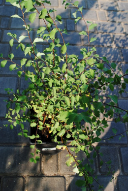 Спірея Вангутта (С2) Spiraca vauhouttei Спірея Вангутта (С2) Spiraca vauhouttei