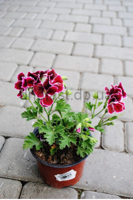 Пеларгонія королівська Арісто Блек Бьюти бордо з білою облямівкою С 1,2л