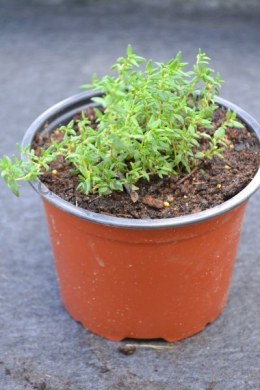 Тим'ян Фредо (С1,2) Thymus Fredo