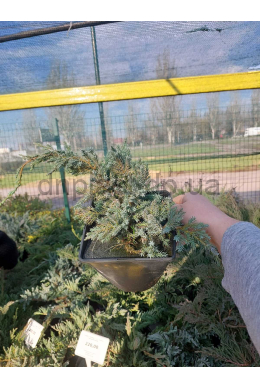 Блю Карпет (С3) ялівець лускатий (Blue Carpet) h-7-10, d-25