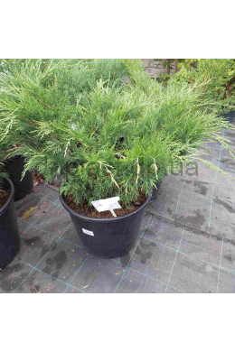 Аркадія (C15)  ялівець  козацький  (Arcadia) (h-80 d-90)