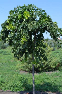 В'яз плакучий  (L 18-20 см) КОМ Ulmus Pendula