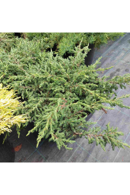 Грін Карпет (С15) ялівець звичайний (Green Carpet) Грін Карпет (С15) ялівець звичайний (Green Carpet)