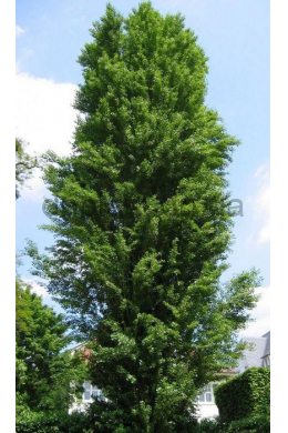 Тополь итальянский пирамидальный КОМ (Populus) (L  до 6см)