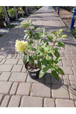 Гортензія волотиста Меджикал Маттерхорн (С2)
