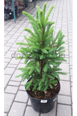 Синдерелла ель канадская (С7,5) Picea glauca Cinderella