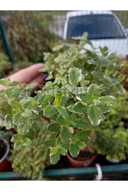 Ананасна м'ята (С1,2) Mentha spicata Ананасна м'ята (С1,2) Mentha spicata