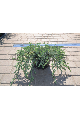 Блю Карпет (С5) ялівець лускатий (Blue Carpet) h 15, d-50