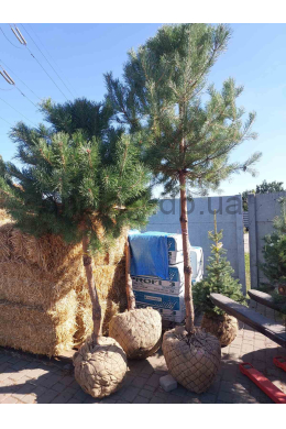Сосна звичайна Пінія ( 170см ) Pinus Pallasiana
