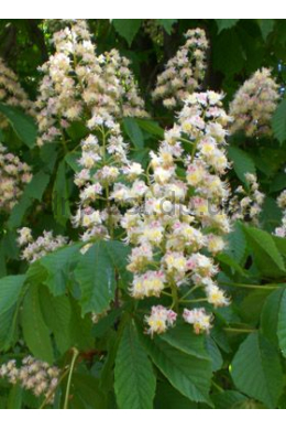 Каштан Конський (L до 6 см) Aesculus Каштан Конський (L до 6 см) Aesculus