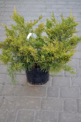 Пфітцеріана Ауреа (С7,5) ялівець середній (Pfitzeriana Aurea) h-55-60,d-100 Пфітцеріана Ауреа (С7,5) ялівець середній (Pfitzeriana Aurea) h-55-60,d-100