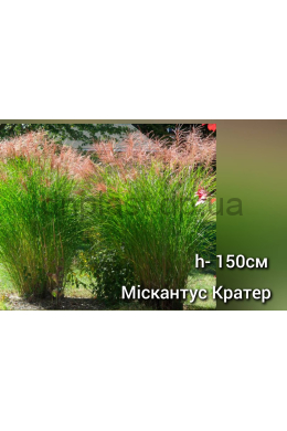 Міскантус китайський Кратер (С2) Miscanthus sinensis Krater Міскантус китайський Кратер (С2) Miscanthus sinensis Krater
