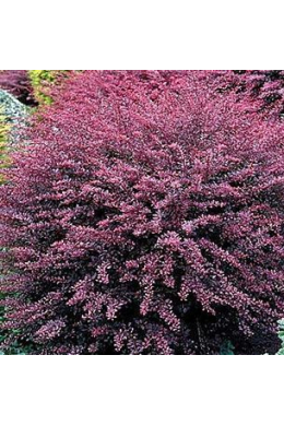 Барбарис Тунберга Харлейквін (С2) Berberis thunbergii Harlequin											