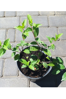 Гортензія волотиста Ваніль Фрайз (С2) Hydrangea paniculata 