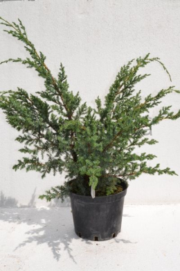 Блю Альпс (С5л) ялівець китайський (Blue Alps) h-70, d-40