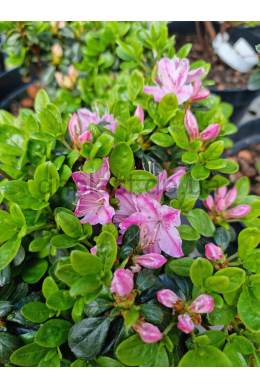 Азалія японська Kermesina rosea (C5) Азалія японська Kermesina rosea (C5)