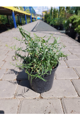 Тархун Пфефферкорн (С2) Тархун Пфефферкорн (С2)