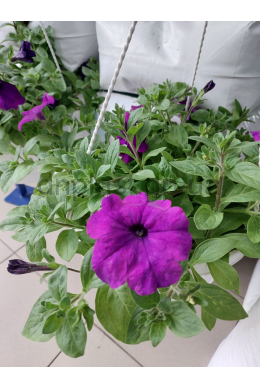 Кашпо Петунія каскадна Рамблін фіолетова 5л