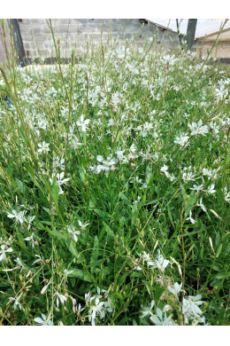 Гаура Спаркли С2 Sparkle White