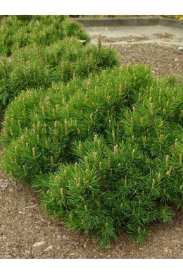 Сосна гірська   Pinus mugo(С10) h-40-45