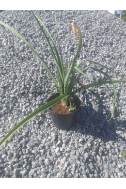 Кніфофия Індіана (С2) Kniphofia Indiana