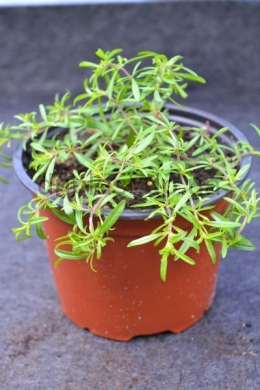 Чабер лимонний Карпатен (С1,2) Satureja Karpaten 