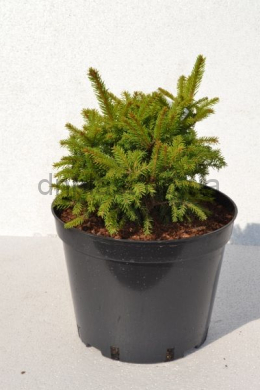 Баррі ялина звичайна (С10) Picea abies Barryi	h-25, d-25																				