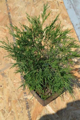 Аркадія (С3л) ялівець  козацький ( Arcadia) (h-20 d-30)