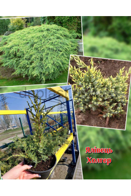 Холгер (С3) ялівець лускатий (Holger) h-20-25, d-30