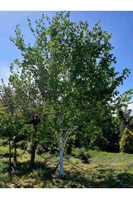 Береза Жакмонті (Jacquemontii) (С3,0л)