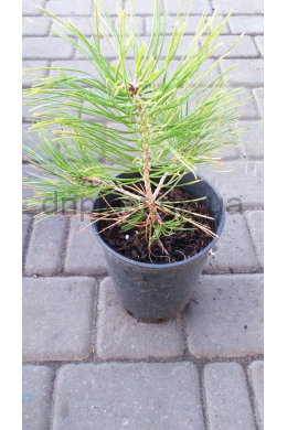 Сосна́ жовта (С2) Pínus ponderоsa h-20,d-15