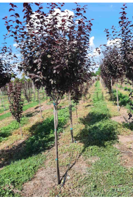 Слива Піссарді КОМ (St.120\L до 6см)  Prunus pissardii