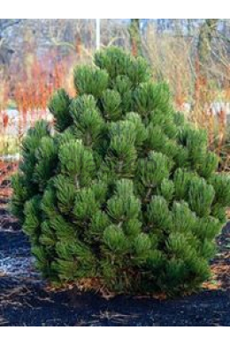 Сосна білокора (С3) Pinus leucodermis h-20-30