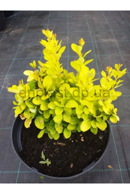 Барбарис Тунберга Голден Рокет (С5) Berberis thunbergii Golden Rocket