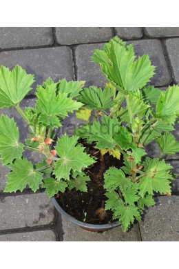 Пеларгонія королівська бордова С 1,2л