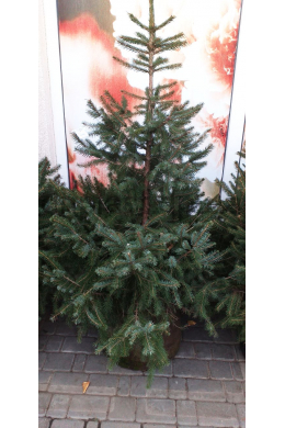 Ялина звичайна (125-150) Picea abies КОМ