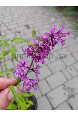 Буддлея Давида Эмпаер Блу (С5) Buddleja davidii Буддлея Давида Эмпаер Блу (С5) Buddleja davidii