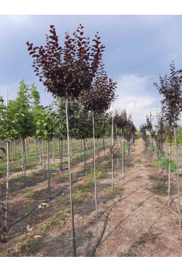 Слива Піссарді КОМ (St-200 / L  8-10см ) Prunus pissardii