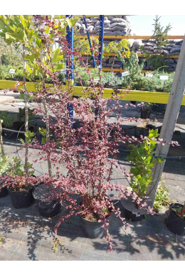 Барбарис оттавский Сільвер МайлзГРУНТ (С7.5) Berberis ottawensis