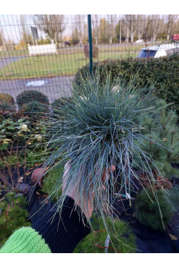 Вівсяниця блакитна Бодді (С2) Festuca glauca Intense Blue